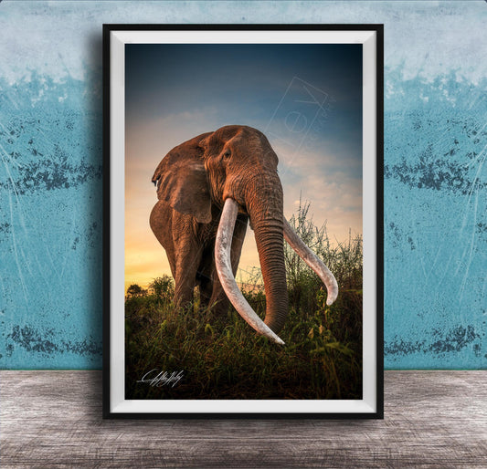 A large elephant with long white tusks stands in a grassy field, facing the camera.