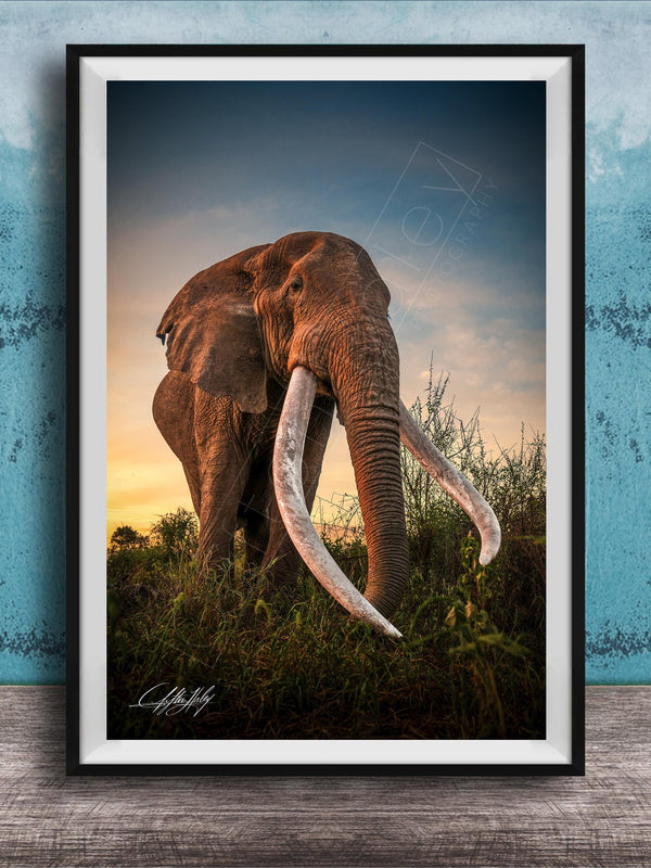A large elephant with long white tusks stands in a grassy field, facing the camera.