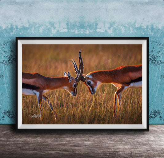 Two gazelles standing in a field, facing each other with their heads lowered, in a natural setting.