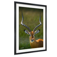 A close-up portrait of an impala, a large antelope species, with its distinctive curved horns prominently displayed against a blurred green background.