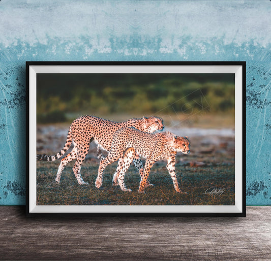 Two cheetahs walking together in a grassy field against a blue background.