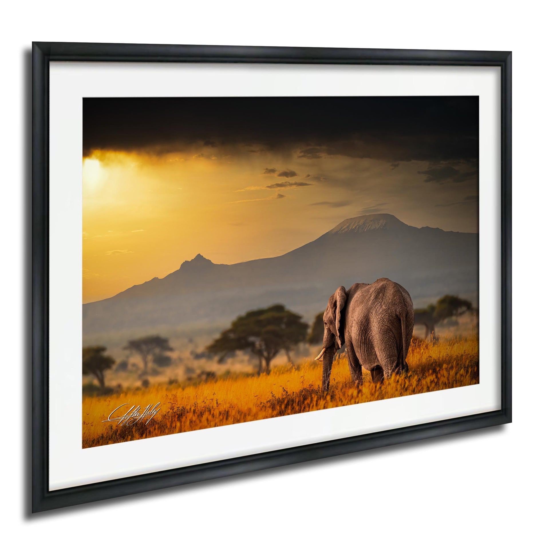 A majestic elephant stands in a field of golden grass, with a dramatic mountain range in the background under a vibrant sunset sky.