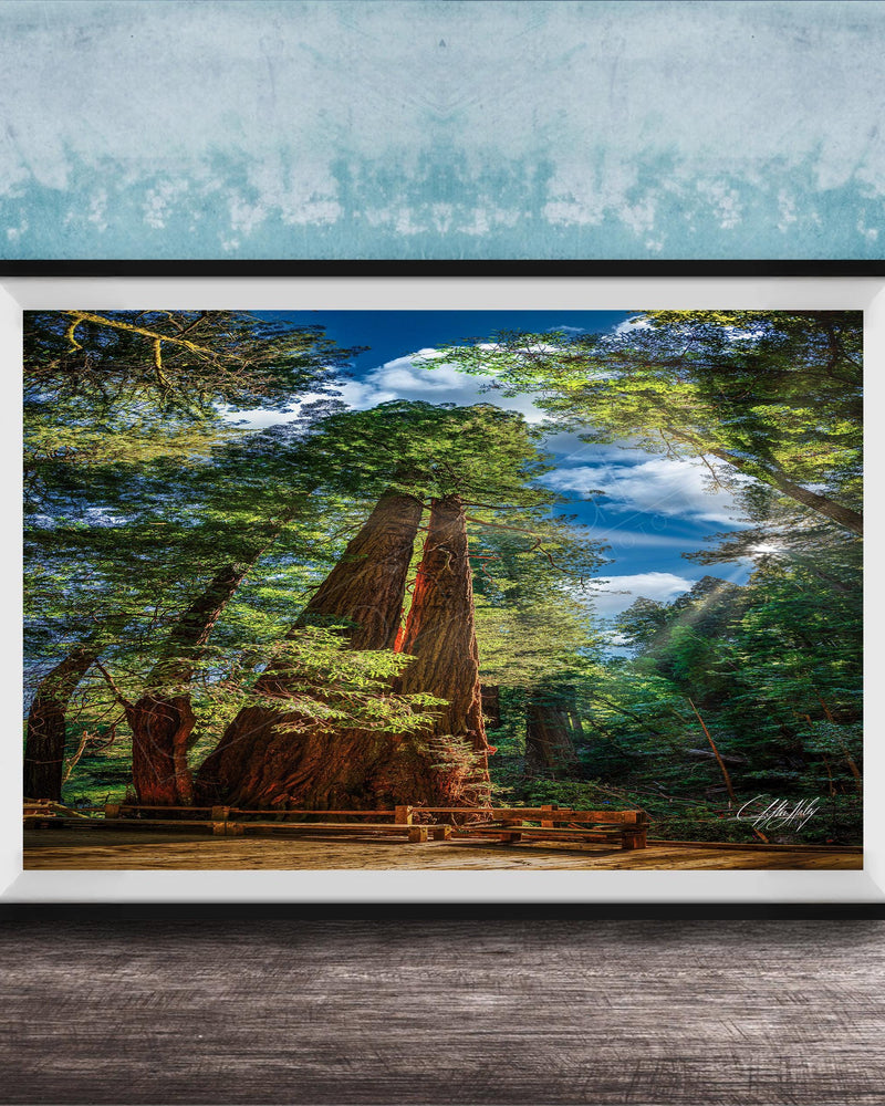 A framed photograph depicting a serene forest scene with towering trees, a wooden walkway, and a blue sky with clouds.