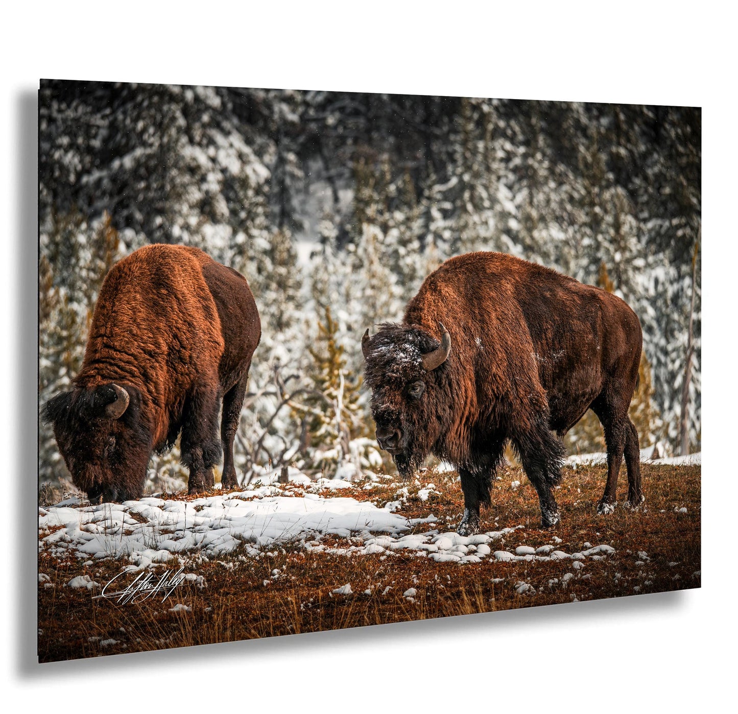 Two brown bison grazing in a snowy field with trees in the background.