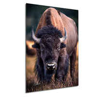 A close-up portrait of a bison with large, curved horns standing in a grassy field.