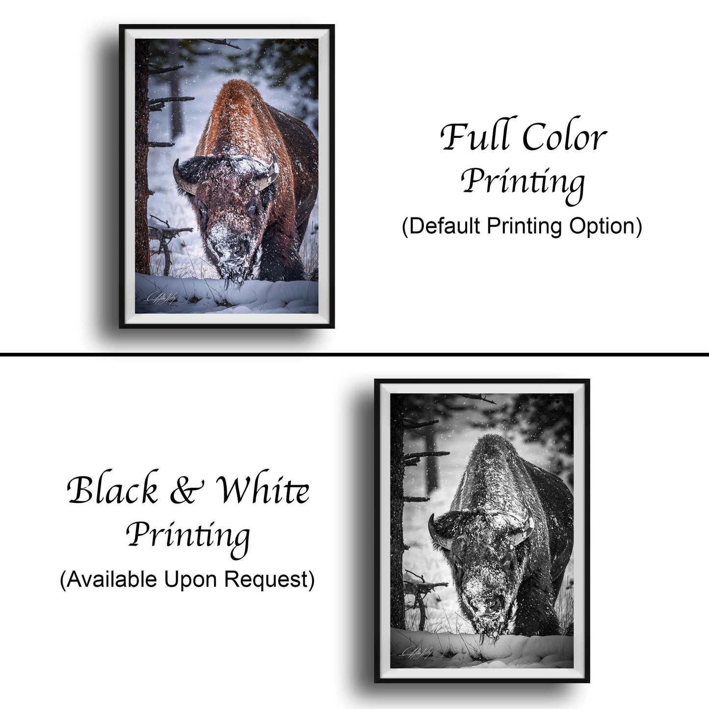 The image is a collage of two framed photographs. The top photograph is a black and white image of a bison, while the bottom photograph is a full color version of the same bison. The bottom photograph is labeled as "Full Color Printing (Default Printing Option)" and is available upon request. The top photograph is labeled as "Black & White Printing" and is not available upon request.