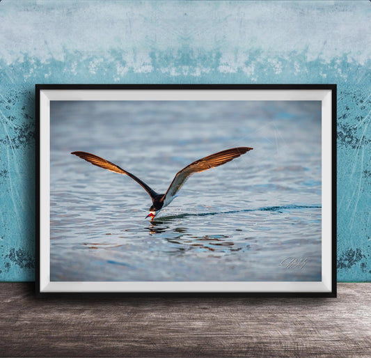 A framed photograph of a bird with orange and black feathers, captured in mid-flight over a body of water.