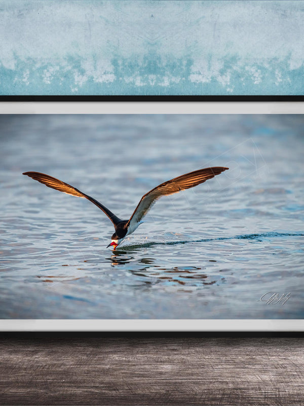 A framed photograph of a bird with orange and black feathers, captured in mid-flight over a body of water.