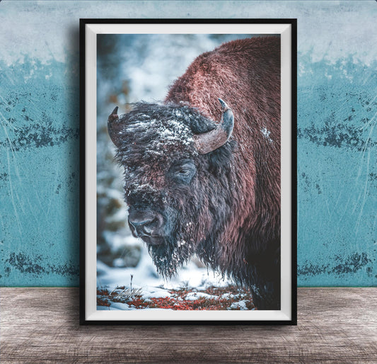 A close-up photograph of a large, shaggy bison standing in a snowy forest.