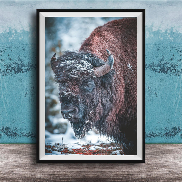 A close-up photograph of a large, shaggy bison standing in a snowy forest.