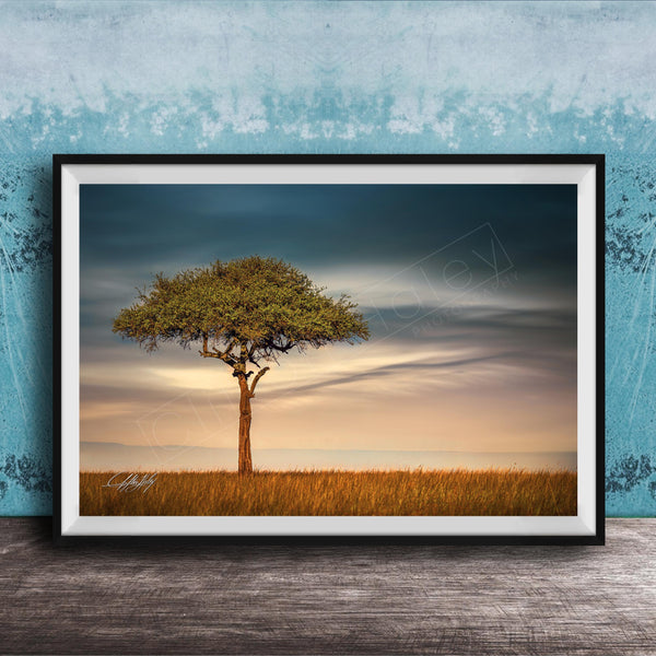 A lone tree stands in a field, its branches reaching out against a backdrop of a cloudy sky.