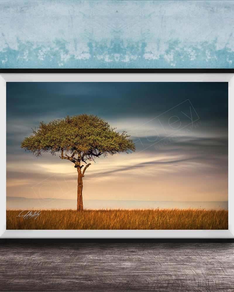 A lone tree stands in a field, its branches reaching out against a backdrop of a cloudy sky.