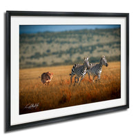 A framed photograph depicting three zebras in a grassy field, with a lone animal visible in the background.