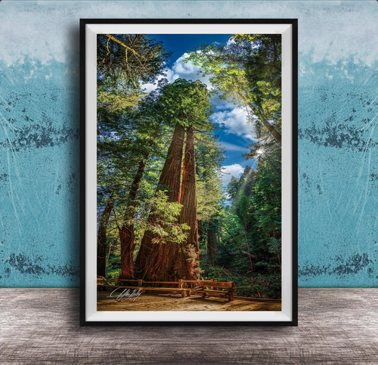 A large, towering redwood tree stands in a lush, verdant forest, its massive trunk and branches reaching towards the sky. The tree's reddish-brown bark contrasts with the surrounding greenery, creating a striking visual. In the foreground, a wooden bench invites visitors to sit and enjoy the serene natural setting. The image is framed, suggesting it is a piece of art or photography.