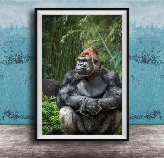 gorilla photography, silverback wall art, uganda jungle print, wildlife fine art, african nature decor, primate photo art, rainforest wall decor, safari home artwork, jungle wildlife print, gorilla portrait art, bwindi forest photo, african wilderness decor, nature lover gift, travel wall art, exotic wildlife image