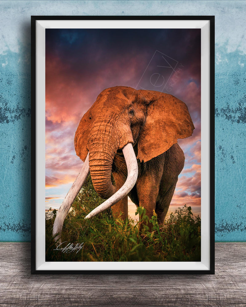 A large elephant with long white tusks stands in a grassy field, its massive form contrasting with the vibrant colors of the sky and clouds in the background.