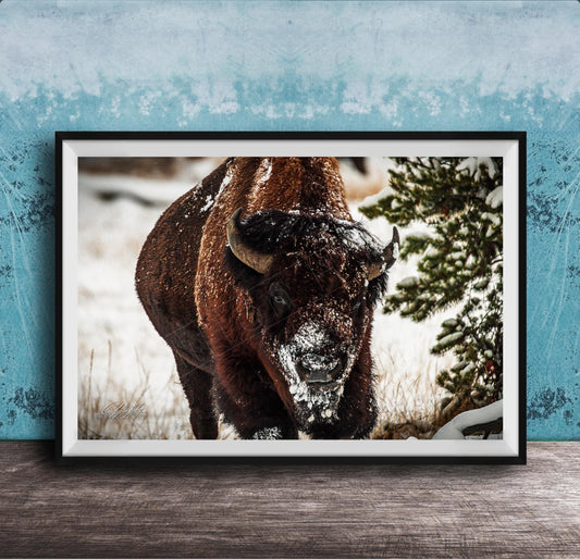 A close-up photograph of a bison standing in a snowy field, with a pine tree in the background.