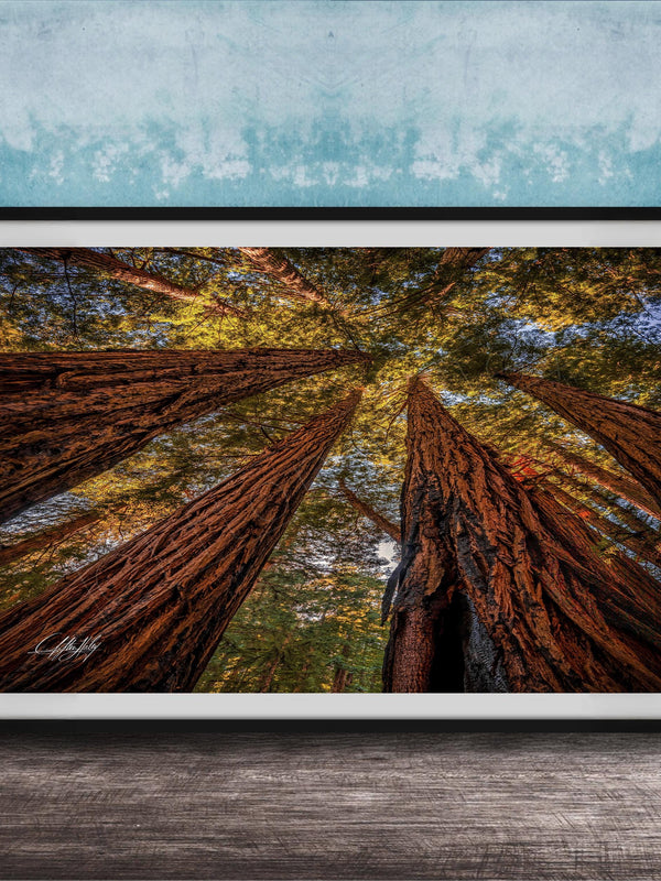 The image is a framed photograph of a forest scene, featuring tall trees with brown trunks and vibrant green leaves reaching upwards towards a blue sky.