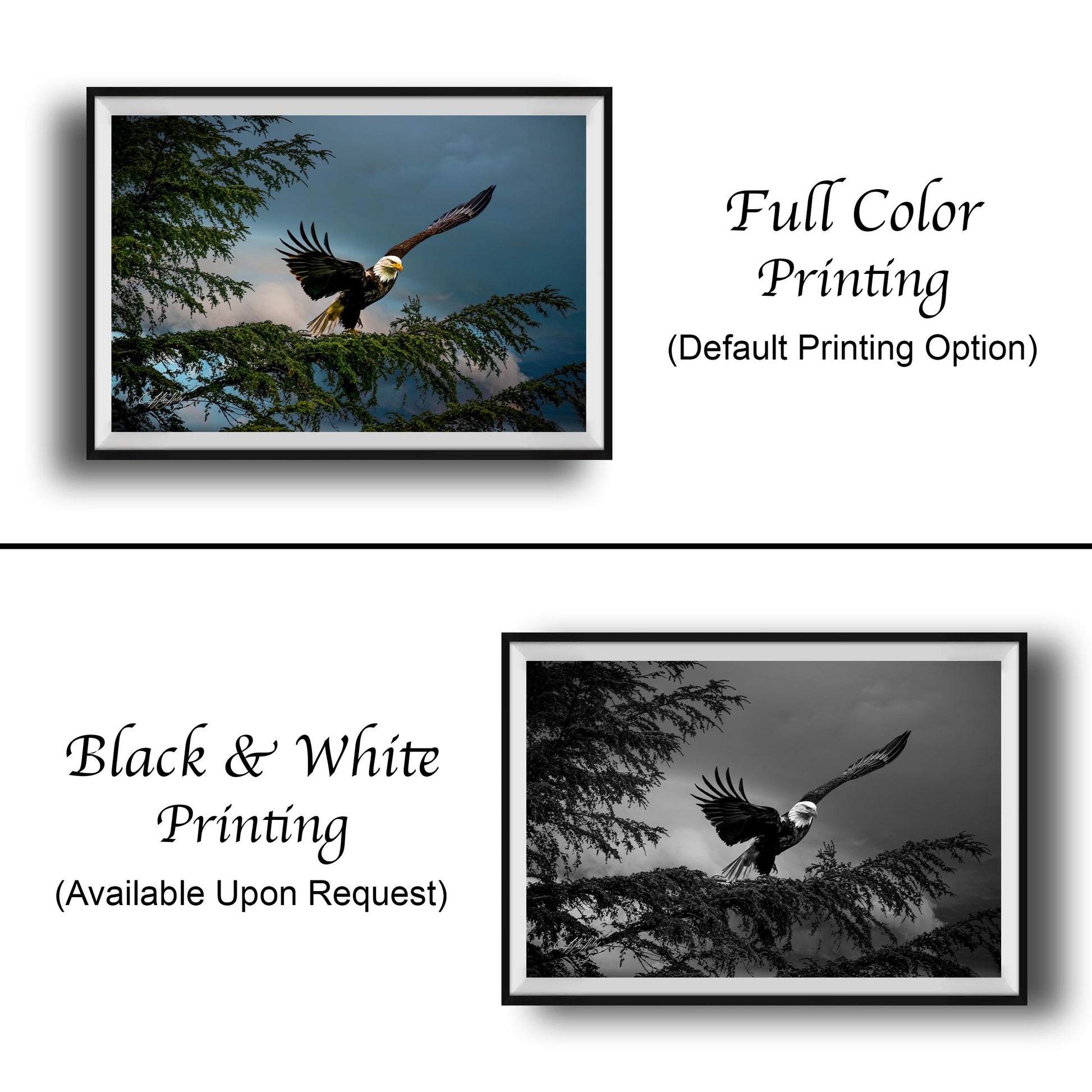 The image is a collage of two framed photographs. The top photograph shows a bald eagle in flight, while the bottom photograph depicts the same eagle in a black and white format. The text below the images indicates that the printing option is "Full Color Printing" and that the print is available upon request.
