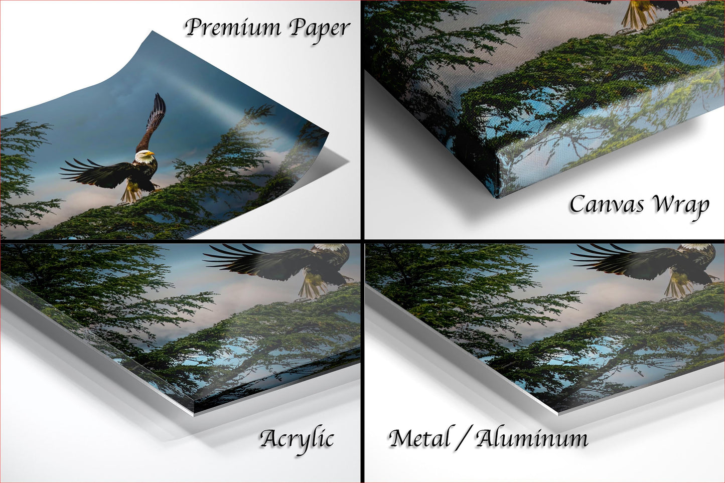 The image is a collage of four different views of a bald eagle in flight, with each view showcasing the majestic bird against a backdrop of trees and sky.