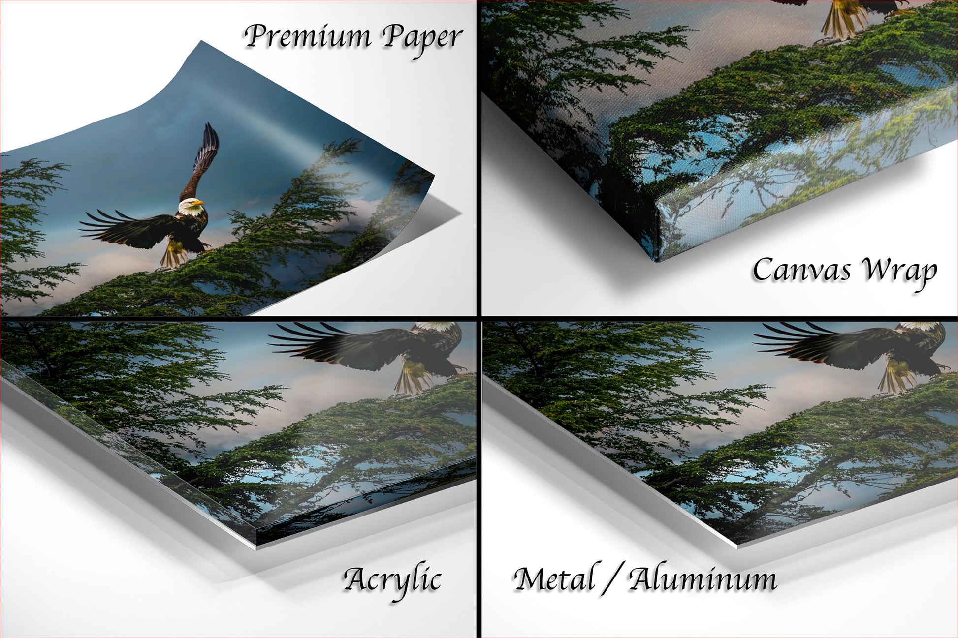 The image is a collage of four different views of a bald eagle in flight, with each view showcasing the majestic bird against a backdrop of trees and sky.