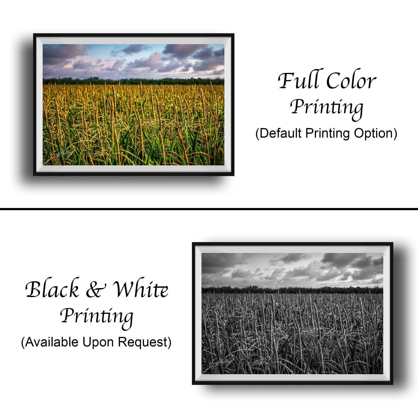 The image is a collage of two framed pictures. The top picture is a full color print of a field of tall grass, while the bottom picture is a black and white print of the same field. The text below the images indicates that the full color printing is available upon request, and the black and white print is not.