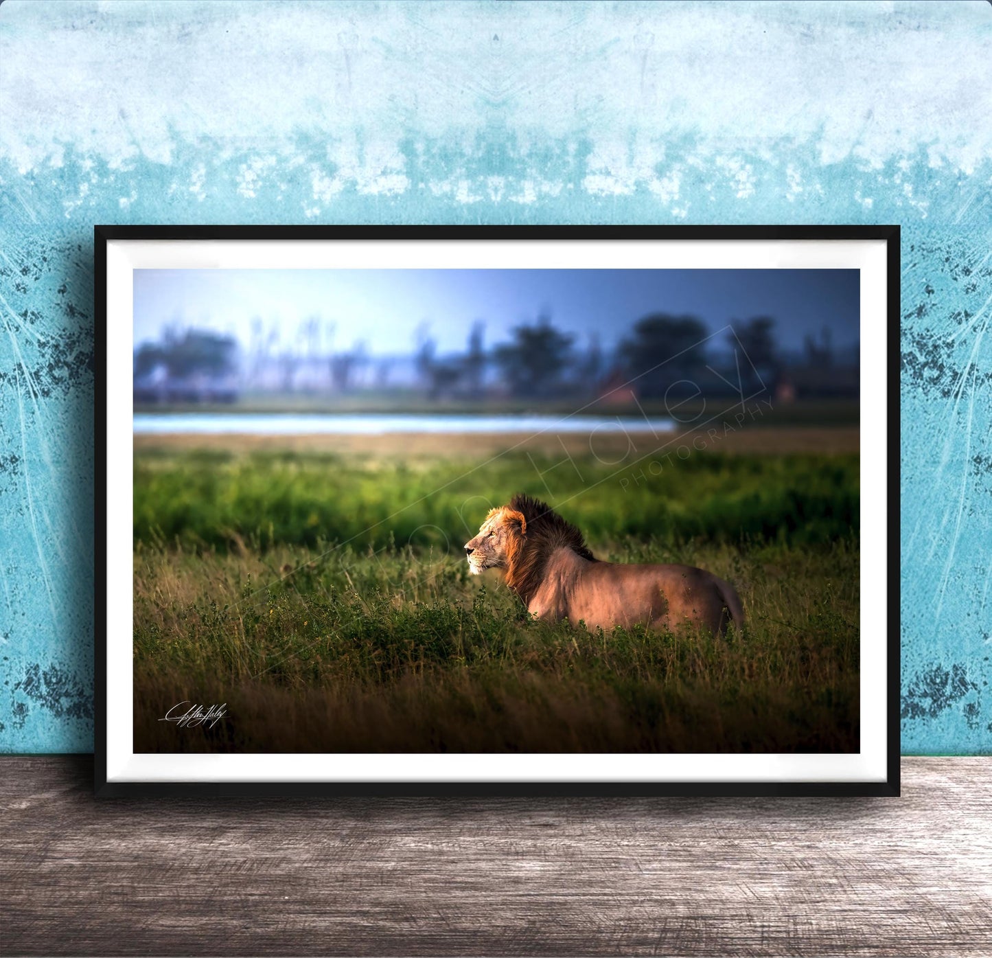 Lion Wildlife Wall Art - Maasai Mara Safari Boho Animal Print Decor