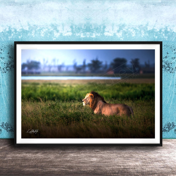 Lion Wildlife Wall Art - Maasai Mara Safari Boho Animal Print Decor