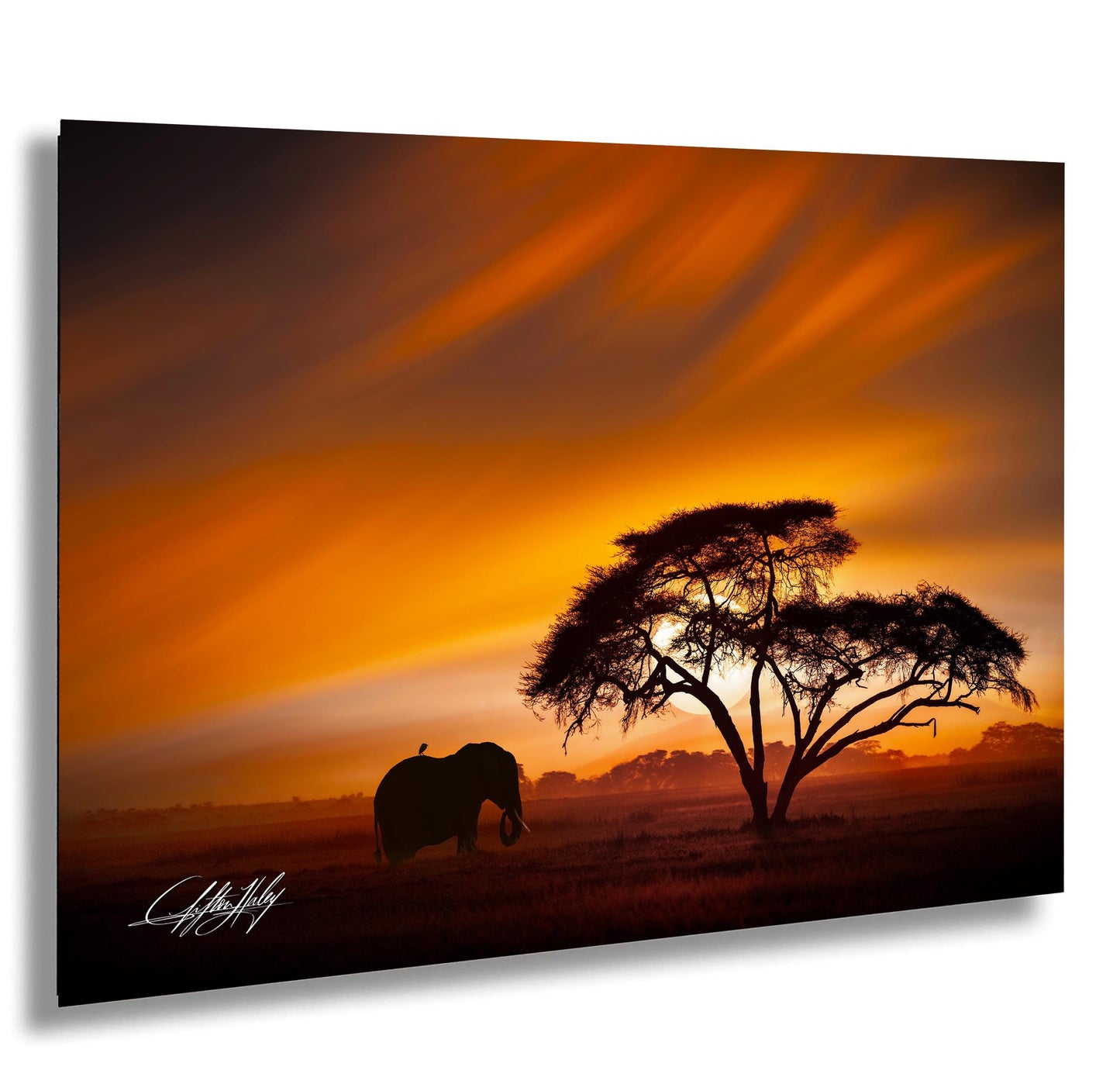 A lone elephant stands silhouetted against a vibrant sunset sky, with a large tree in the foreground.