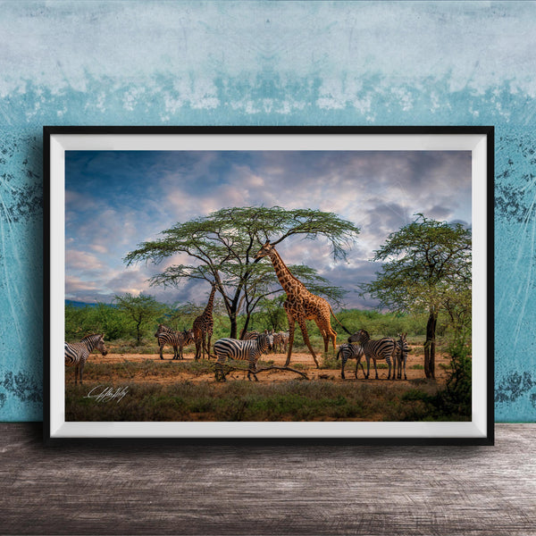 A framed photograph depicting a group of zebras and giraffes in a natural setting, with a tree in the foreground and a cloudy sky in the background.