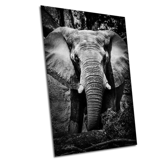 a black and white photo of an elephant