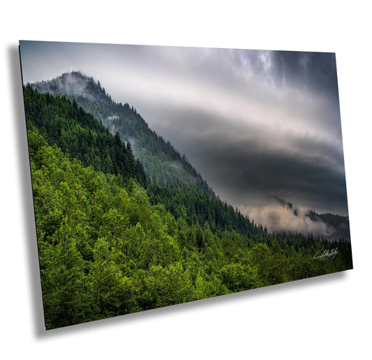 a picture of a mountain covered in trees