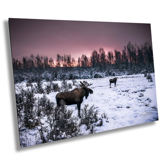 two moose standing in a snowy field with trees in the background